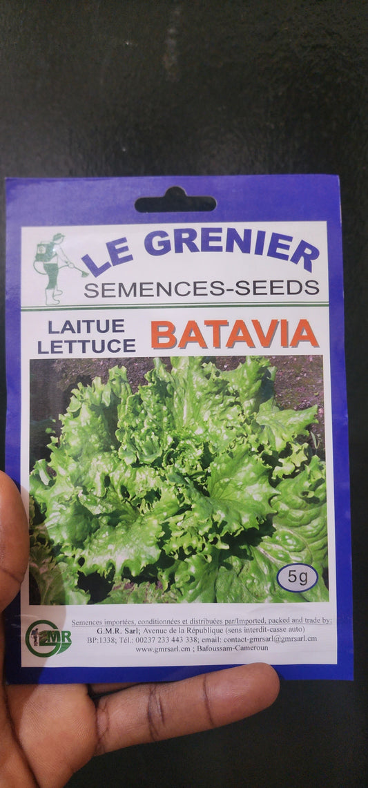 Lettuce Batavia - 5g
